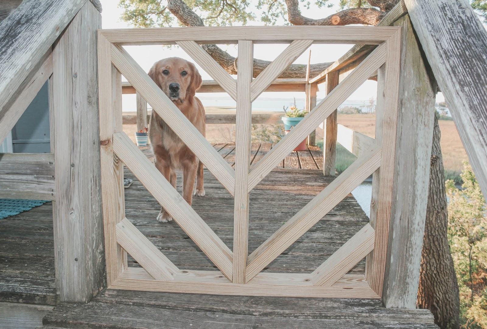 Rustic shop dog gate